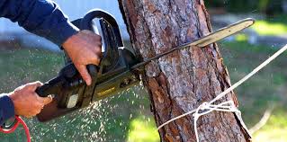 How Our Tree Care Process Works  in  Antioch, CA