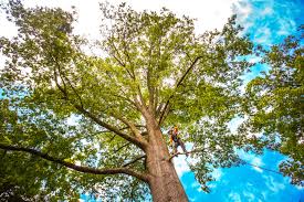 Best Tree Trimming and Pruning  in Antioch, CA