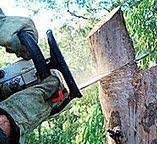 Trusted Antioch, CA Tree Care Experts