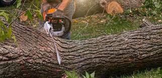 Best Grass Overseeding  in Antioch, CA