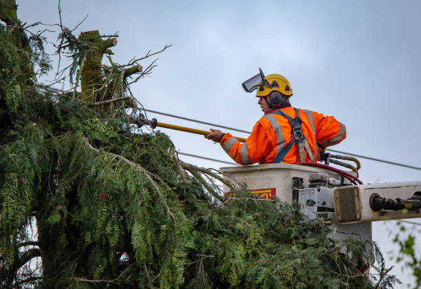 Reliable Antioch, CA Tree Care Solutions