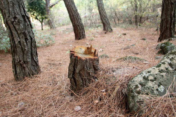 Best Root Management and Removal  in Antioch, CA