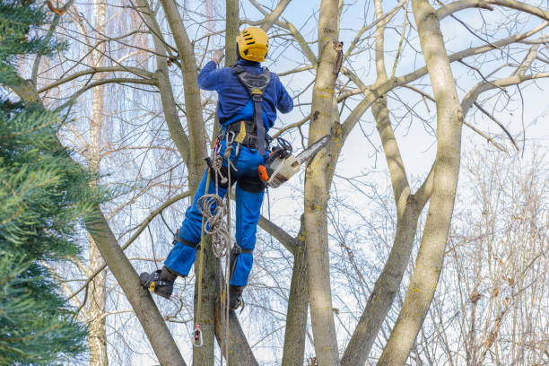 Best Leaf Removal  in Antioch, CA