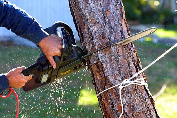 Best Hedge Trimming  in Antioch, CA