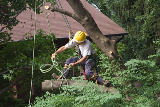 Best Fruit Tree Pruning  in Antioch, CA