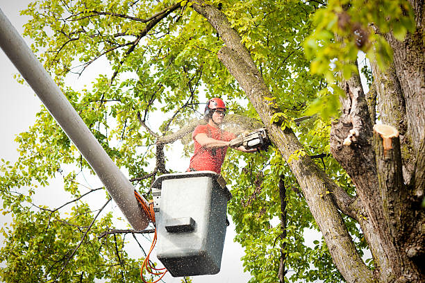 Leaf Removal in Antioch, CA