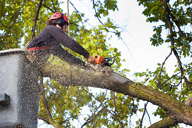 Best Tree Trimming and Pruning  in Antioch, CA