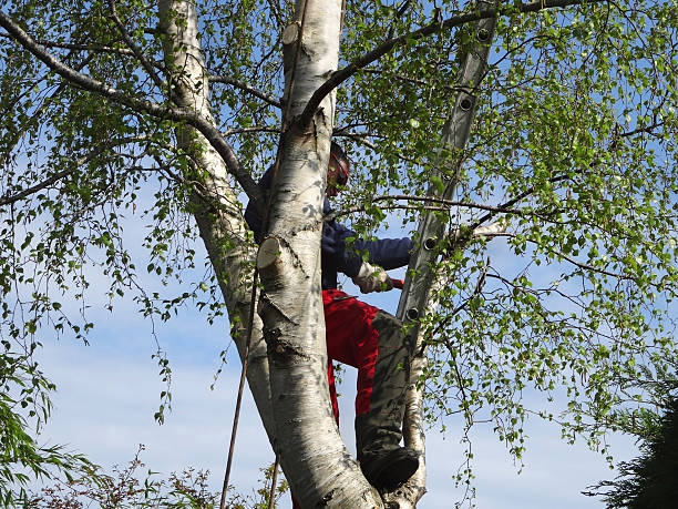 Best Tree Disease Treatment  in Antioch, CA