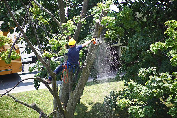 Best Tree Removal  in Antioch, CA