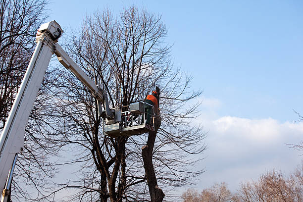 Best Tree Cabling and Bracing  in Antioch, CA