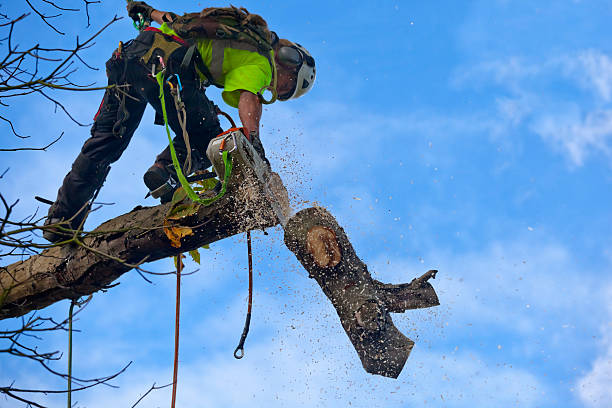  Antioch, CA Tree Care Pros