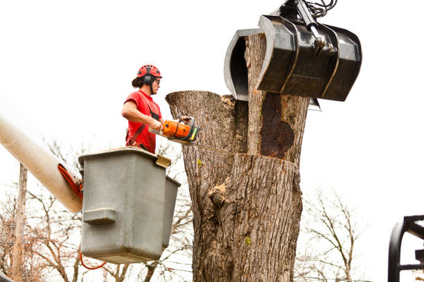 Best Leaf Removal  in Antioch, CA